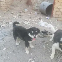 سگ.|سگ|تربت‌حیدریه, بهزیستی|دیوار