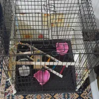 قفس عروس هلندی با مخلفات داخل آن|لوازم جانبی حیوانات|اشتهارد, |دیوار