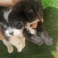 توله سایز ریز|سگ|کرمان, |دیوار