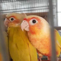 گیرینچیک ردچیک سرخ|پرنده|رودسر, |دیوار