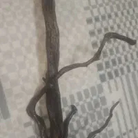 چوب ابنوس
