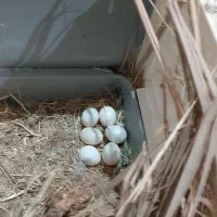 طوطی برزیلی ماده فیشر نر صورت هلویی