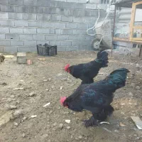 خروس مرندی|حیوانات مزرعه|شیرگاه, |دیوار