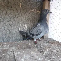 کبوتر جوجه سبز پولکی آلمانی ۲ پره|پرنده|مشهد, موسوی قوچانی|دیوار