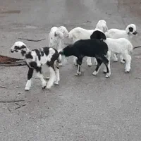 بره|حیوانات مزرعه|اهواز, زیتون کارمندی|دیوار