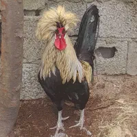خروس لهستانی رنگ استثنایی