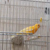 قناری نر بخون|پرنده|قم, پردیسان|دیوار