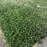 پخش چمن مصنوعی و فنس برگ ریحون ( کارکرده و نو )|مصالح و تجهیزات ساختمان|تهران, جوانمردان (اندیشه)|دیوار