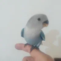 جوجه کوتوله با مولد