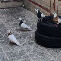 فروش کبوتر