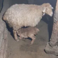 ۲عدد گوسفند بره دار دامازدغ|حیوانات مزرعه|مرادلو, |دیوار