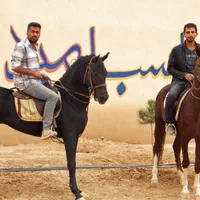 مجموعه پرورش اسب|اسب و تجهیزات اسبسواری|شاهینشهر, گرگاب|دیوار