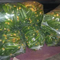 خیار گلخانه ای