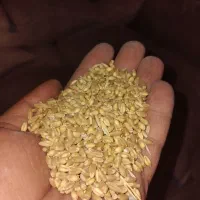 گندوم، جو