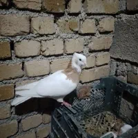 طوقی زرد نر