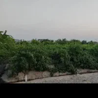 باغ انگور 1000 متری در محسن اباد