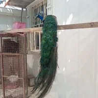 مرغ بهشتی طاوس|پرنده|میناب, |دیوار