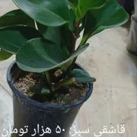 فیلدندرون برکین پُر برگ|گل و گیاه طبیعی|فردیس, شهرک ارم|دیوار