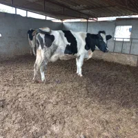 ۲راس گاوشکم اول گوساله دار|حیوانات مزرعه|بندر ترکمن, |دیوار