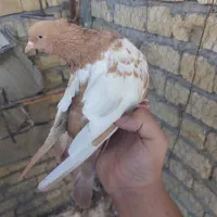 کبوتر سینه ای|پرنده|شیراز, پودنک|دیوار