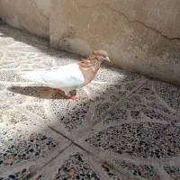 نر کله زرد