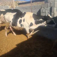 گاوفروشی|حیوانات مزرعه|چیتاب, |دیوار