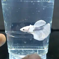 فایتر .اکواریوم .گیاه .ماهی .