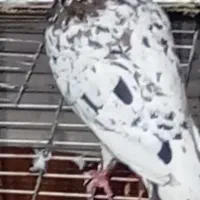 کفتر نرسرور کرمانی