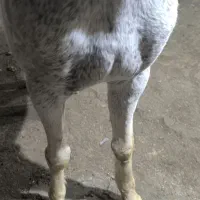 مادیان یورقه|اسب و تجهیزات اسب‌سواری|نیشابور, مازول|دیوار