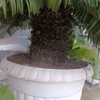 سیکاس دوقلو|گل و گیاه طبیعی|آستانه اشرفیه, |دیوار