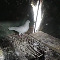 ماده پرشی|پرنده|اردکان, |دیوار