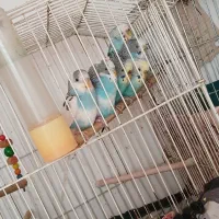 مرغ عشق ذات دار