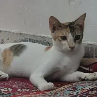 گربه رایگان|گربه|بندرعباس, |دیوار
