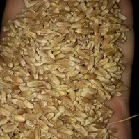 گندم بذری رقم احسان  N 8720 گندم قرمز