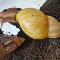 حلزون آلبینو و آچاتینا
