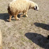 فروش قوچ بذری|حیوانات مزرعه|مرودشت, ده بید|دیوار