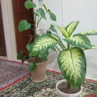 فروش گلهای دیفن باخیا