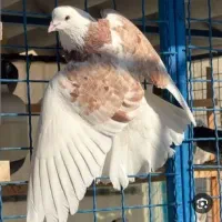 یک عدد جوجه هما مشابه تصویر غریبگیری شده ولی کاکلی
