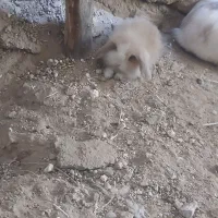 جوجه خرگوش لوپ اصل