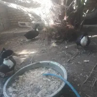 سه اردک دو نر یک عدد ماده بشرط سالم تخم گزار