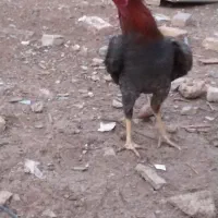 فروش یک عدد خروس لاری|حیوانات مزرعه|صوفیان, |دیوار