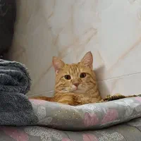 واگذاری گربه