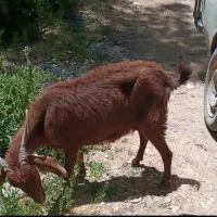 بز لاغر