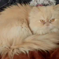 تعدادی گربه سالم سلامت|گربه|تهران, حکیمیه|دیوار