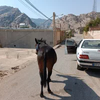 قاطر ماچه اصیل قاطر عشایری