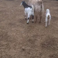 دو رس بز زایده|حیوانات مزرعه|مشهد, شهرک شهید باهنر|دیوار