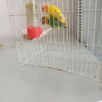 فروش طوطی برزیلی|پرنده|کشکسرای, |دیوار