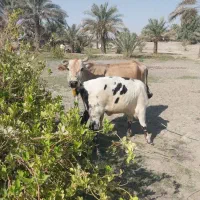 گاوشیری|حیوانات مزرعه|میناب, |دیوار