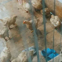 جوجه گوشتی دوماهه ۱۷عدد