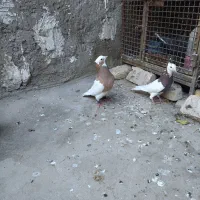 نرماده طوقی|حیوانات|شیراز, لشکری‎|دیوار